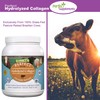Perfect Supplements Perfect Supplements C Perfect Hydrolyzed Collagen Powder C