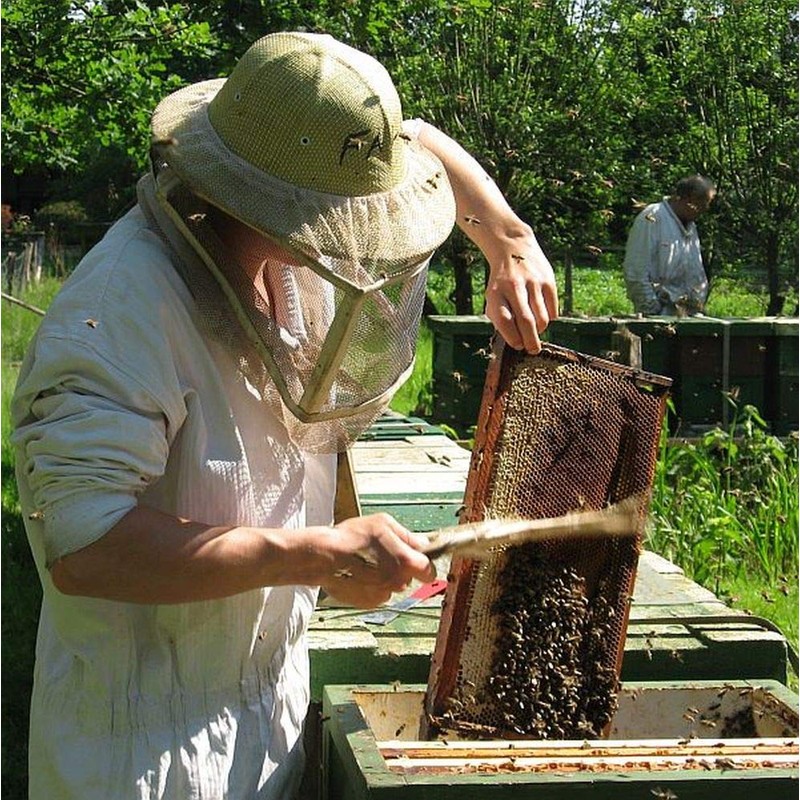 Imkerei Nordheide - Peanut in honey 250 g - honey