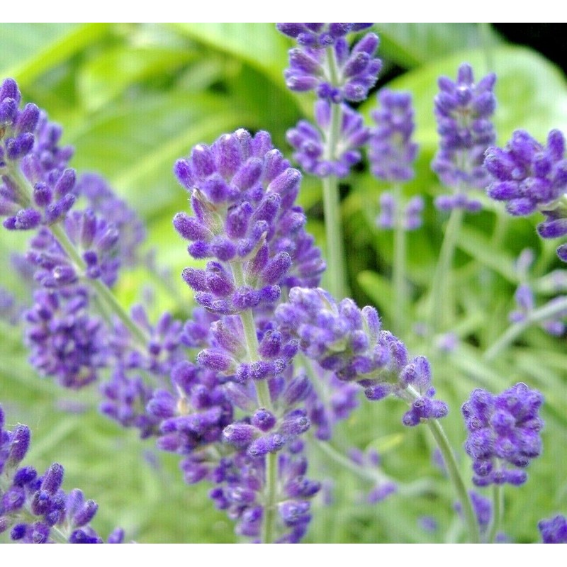 The Green Grove Garden 800+ LAVENDER SEEDS SPRING PERENNIAL MOSQUITO