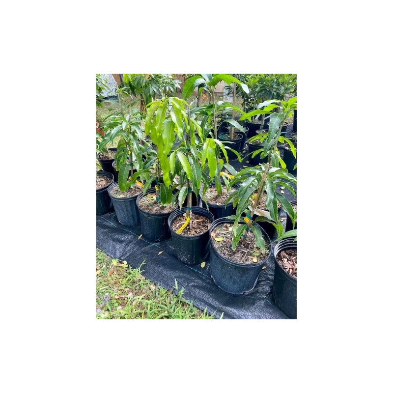 Tree Pina Colada Dwarf TREE GRAFTED 2-4 Ft Tall.Ship To