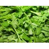 Viridis Hortus - Coriander Herb - 500 (5g's) Long Established Popular Herb - Chinese Parsley, Dhania, Cilantro