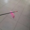 Varita Con Ratón De Juguete Para Gato Interactiva Cascabel