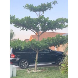 Tree USA Almond Tropical Live Fruit Tree Terminalia Catappa Rare 1-2 Ft Tall