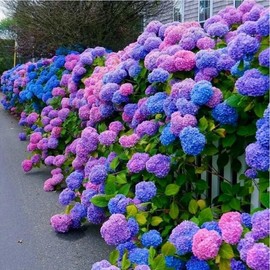 30pcs Blue Pink Purple Hydrangea - Beautiful and Hardy Perennial Flowers for Your Garden