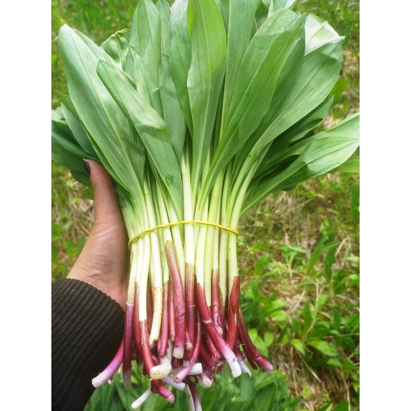 NIKA SEEDS - Seeds Herb Ramsons (Wild Garlic) - 50