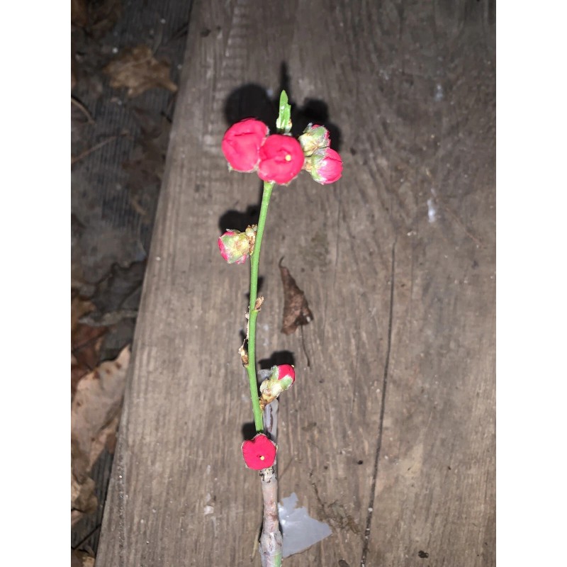 live plant Red Baron Peach Tree 6-12” tall, Fruit Tree-