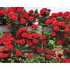 200+ Mix Climbing Rose Seeds for Planting Outdoors Ornamental Climbing