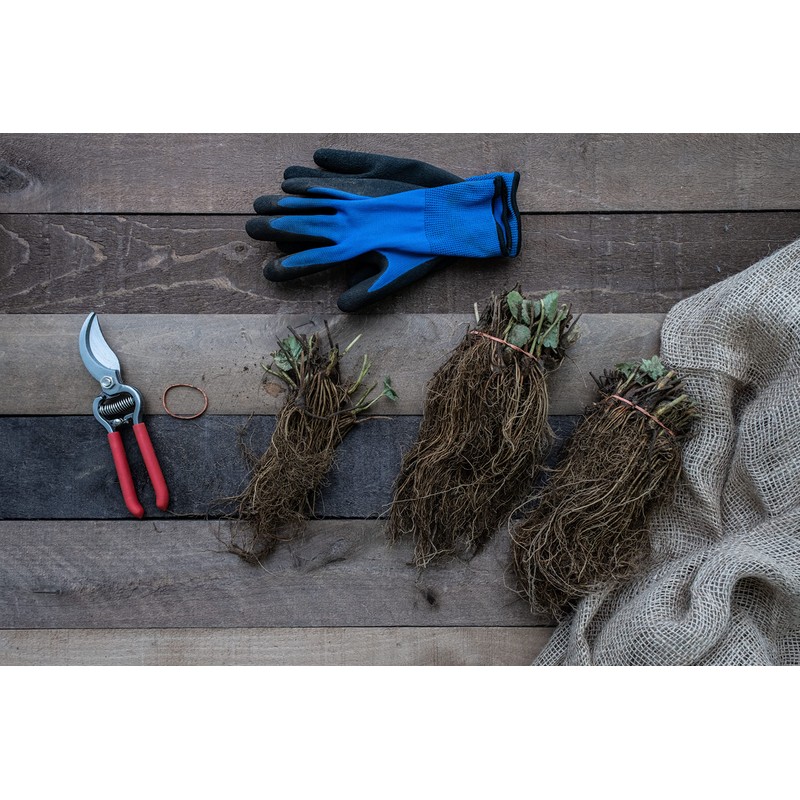 Seascape Everbearing Strawberry Bare Roots Plants, 25 per Pack, Hardy