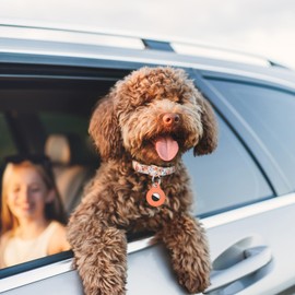 AirTag Dog Collar,Adjustable Dog Collars with AirTag Holder,Cute Puppy Collars with Metal Buckle, Soft Padded Blue Flower Patterns Pet Collar for Small Medium Large Dogs