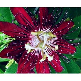 Lady Margaret Red Burgundy Passion Flower Vine Fragrant Live Plant Passiflora coccinea x incarnata Starter Size 4 Inch Pot Emerald TM