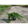 Live Japanese Garden Juniper aka Juniperus procumbens 'Nana' Plant Fit
