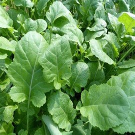2000 Ethiopain Kale Seeds for Planting Heirloom Non GMO 8+ Grams Garden Vegetable Bulk Survival AKA Ethiopain Mustard African Kale Highland Kale