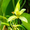 Wilderness Poets, Whole Vanilla Beans, Tahitian Variety Grown in Papua