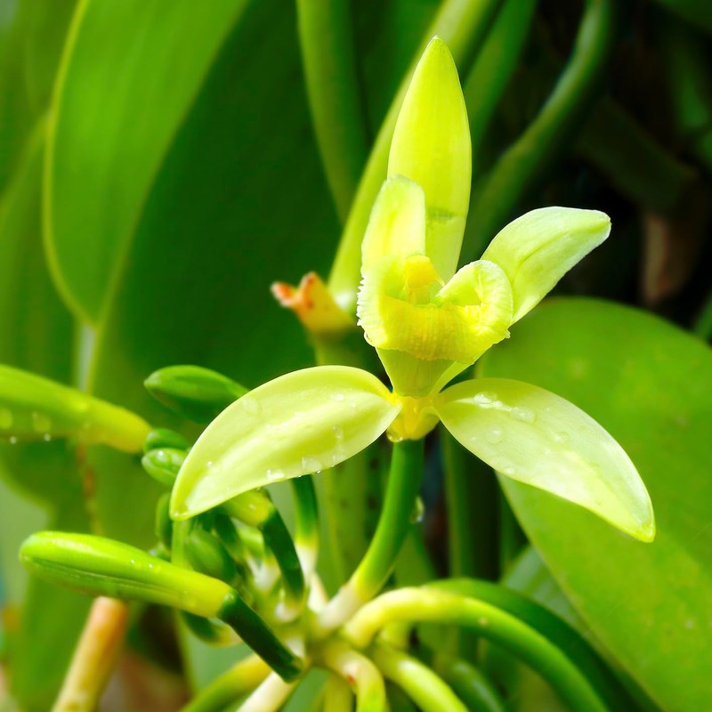 Wilderness Poets, Whole Vanilla Beans, Tahitian Variety Grown in Papua