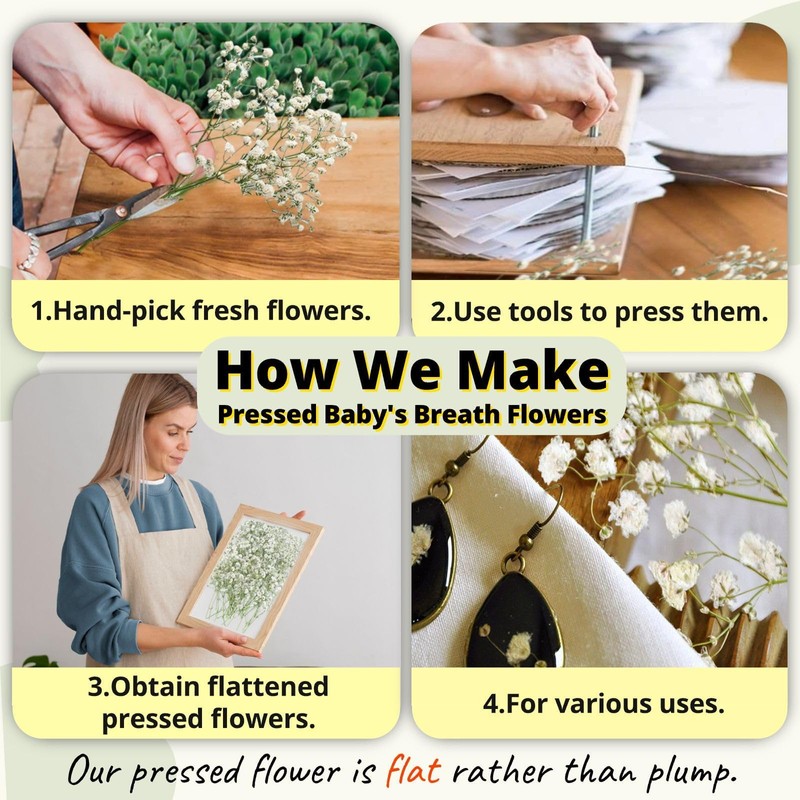 Mini Dried Pressed Baby's Breath Flowers Bulk - Real Natural