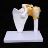 1:1 Life Size Human Anatomy Shoulder Joint Model Shoulder Blade