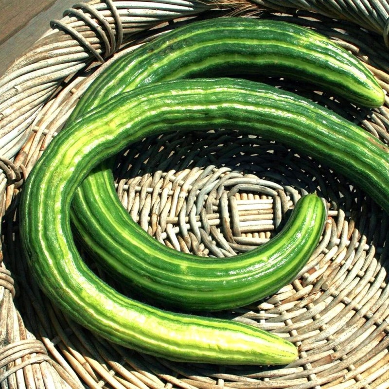 TomorrowSeeds Striped Armenian Cucumber Seeds | Painted Serpent Yard Persian