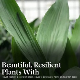 American Plant Exchange Cast Iron Plant, Large 10-Inch Pot, Elegant Easy to Care Indoor Houseplant, Dark Green Foliage, Thrives on Neglect, Low-Light & Pet Safe, Live Home & Garden Décor