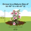 Proven Winners 2 Gal. Paraplu Pink Ink Rose of Sharon