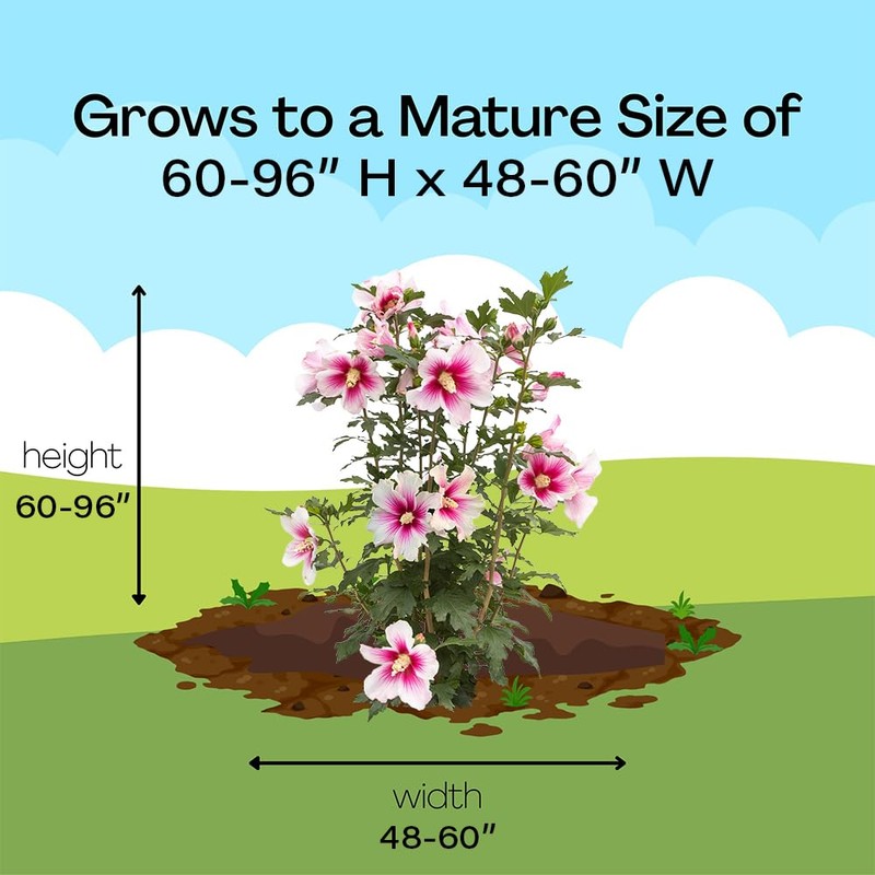 Proven Winners 2 Gal. Paraplu Pink Ink Rose of Sharon