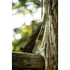 Uncle Henry Next Gen Staglon 11UH LG Canoe Cuchillo Plegable