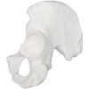 Hip Bone Model - Right - Anatomically Accurate Human Coxal