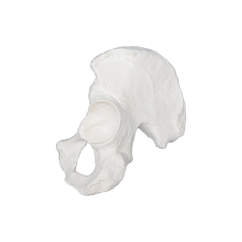 Hip Bone Model - Right - Anatomically Accurate Human Coxal