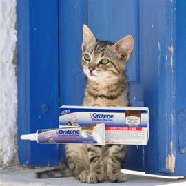 Medication for stomatitis in stray cats, antibiotics, gum inflammation, nutritional supplements / 길 고양이 구내염 약 치료 항생제 잇몸 염증 영양제