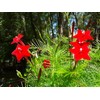 30+Tri Color Mix Cypress Hummingbird Vine Seeds(Cardinal Climber)Red,Wh