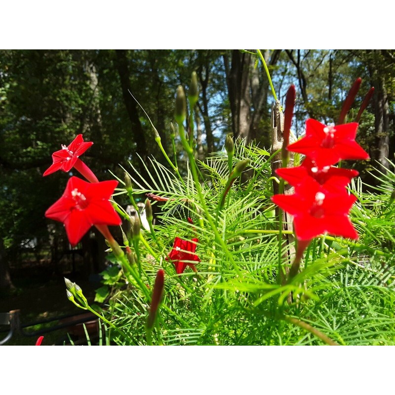 30+Tri Color Mix Cypress Hummingbird Vine Seeds(Cardinal Climber)Red,Wh