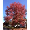American Red Maple Shade Tree - Live Plant Shipped 3
