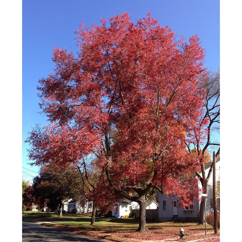 American Red Maple Shade Tree - Live Plant Shipped 3