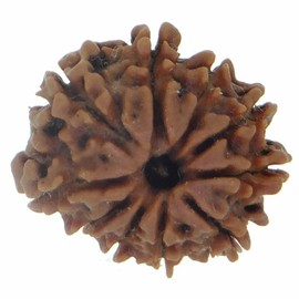 Arihant Gems & Jewels 10 Mukhi/Faced Nepali Rudraksha 100% Natural, Original & Certified Astrological Round Rudraksha Seeds Loose Beads (Elaeocarpus ganitrus) Unisex Both for Men & Women