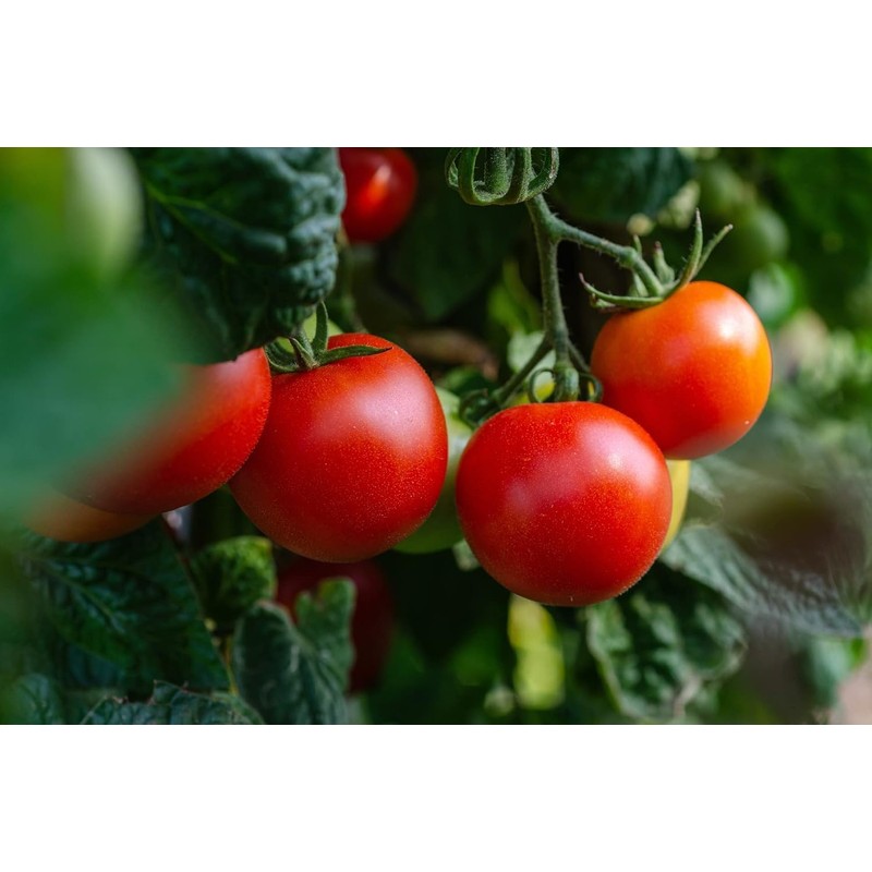 Assorted Heirloom Non-GMO Vegetable Seeds, Bountiful Garden Set (100)