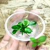 Planterest - Anubias Nana White Marble Tissue Culture Cup Live