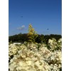 Hydrangea paniculata 'Limelight' (3 Gallon)