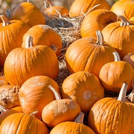 Cherokee Bush Pumpkin Seeds - 1 Oz ~225 Seeds - Non-GMO - Vegetable Garden - Cucurbita Pepo