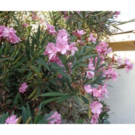 HollisterCa 7 Oleander PINK Live Flower Plant Cuttings 7" For Propagation Ready To Root