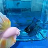 AIMALL Betta Fish Training Wand - Resin Betta Tail Training