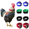Tkocisa 8 Pack No Crow Rooster Collars, Chicken Collar Anti-Hook