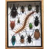 Real Centipede and MIXS Rare Insect Taxidermy Set in Boxes Display for Collectibles