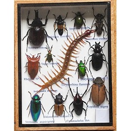 Real Centipede and MIXS Rare Insect Taxidermy Set in Boxes Display for Collectibles