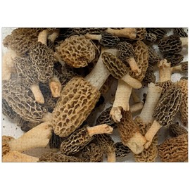 MyPuzzle Macro Photography: Wild Morel Mushrooms Collage - Premium 1000 Piece Jigsaw Puzzle for Adults