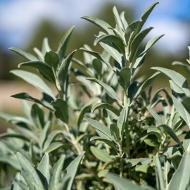 Plant Good Seed Organic White Sage Seeds for Planting: California Native Plant, Silvery Leaves - 100 Seed Packet