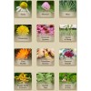 Natural Hope Herbals TUMMY SOOTHE TEA - Organic Soothing Upset