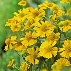 Little Seed Store 501+AUTUMN SNEEZEWEED Seed Perennial Native Wildflower Summer Garden Container