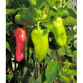 Fresh 50 CUBANELLE ITALIAN FRYING PEPPER SEEDS FRESH HARVEST FOR GARDENS