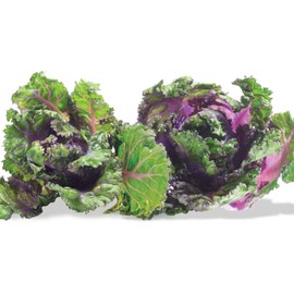 Viridis Hortus - 40 x Kalettes Formerly Known as Flower Sprout Petit Posi Vegetable Seeds