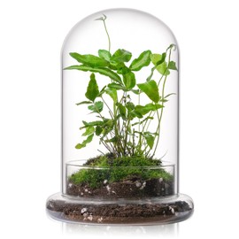 WHJY 8 inches Glass Cloche for Indoor Plants Small Terrarium with Air Hole Glass Cloche with Base Mini Cloche Dome with Base for Display Home Decor