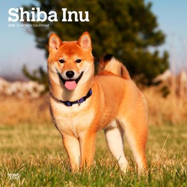 Shiba Inu | 2025 12 x 24 Inch Monthly Square Wall Calendar | BrownTrout | Animals Asian Dog Breeds